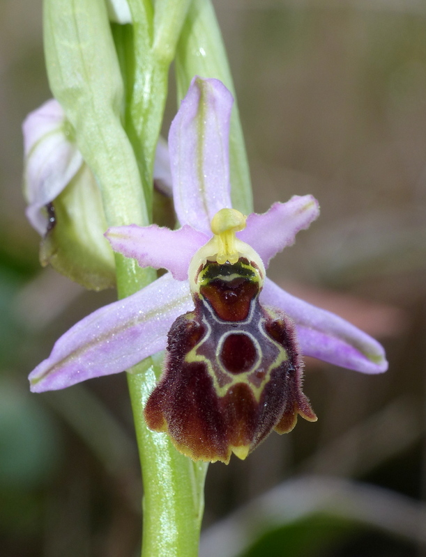 Ophrys montis-leonis sulla costa tirrenica laziale e sugli Aurunci  marzo 2024